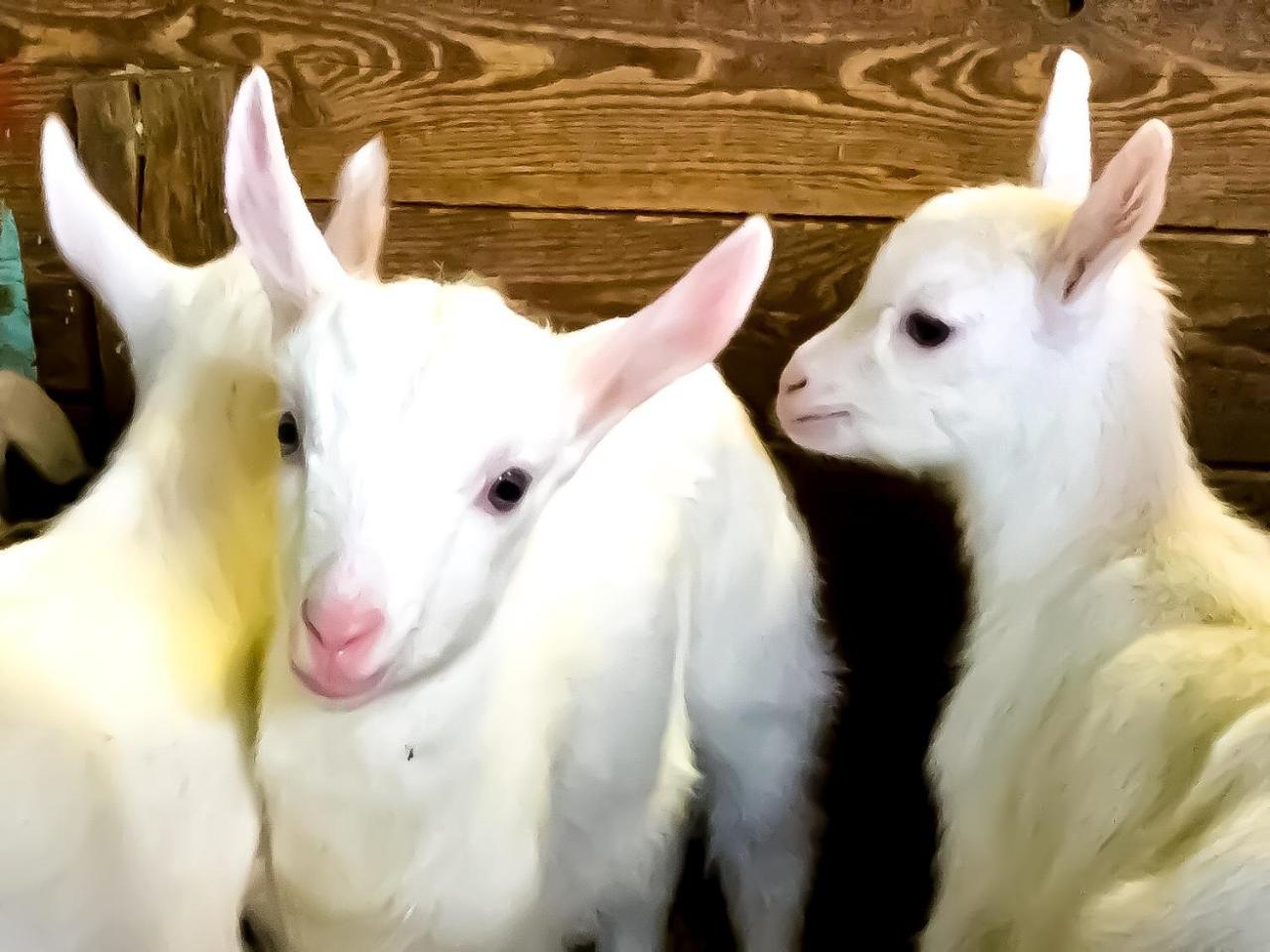 Agriturismo B&B Chevres A Cheval Charvensod Eksteriør billede